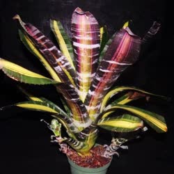 00-0-Copr_2021-Bromeliad_Paradiset.jpg