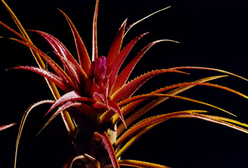 benrathii_x_orlandiana