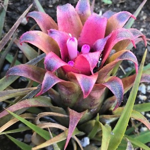 recurvata