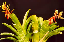 00-0-Copr_2021-Bromeliad_Splendort.jpg