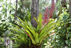 00-0-Copr_2021-Boca_Bromeliadst.jpg