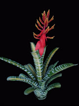 00-0-Copr_2021-Bullis_Bromeliadst.jpg