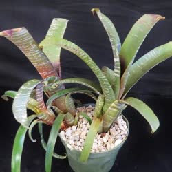 00-0-Copr_2021-Bromeliad_Paradiset.jpg