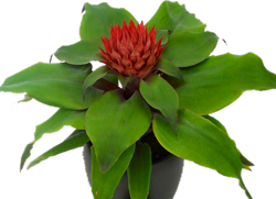 Aechmea t