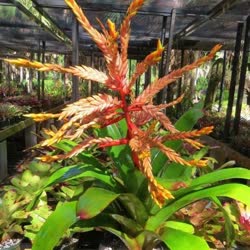 00-0-Copr_2021-Bromeliad_Paradiset.jpg