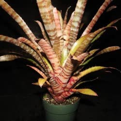 00-0-Copr_2021-Bromeliad_Paradiset.jpg