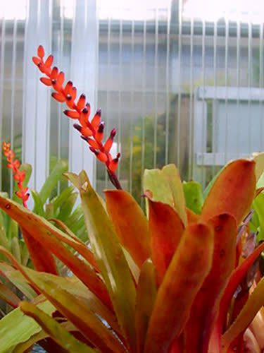 victoriana_var_discolor