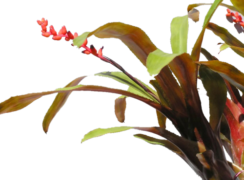 warasii_discolor