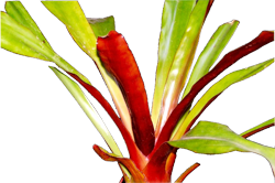 Aechmea w