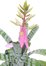 Aechmea z