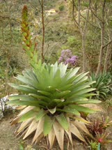 Alcantarea imperialis