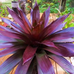 00-0-Copr_2021-Bromeliad_Paradiset.jpg