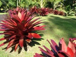 00-0-Copr_2021-Ocean_West_Bromeliadst.jpg