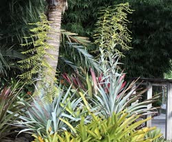 00-0-Copr_2021-Boca_Bromeliadst.jpg