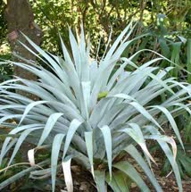 Alcantarea odorata