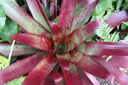 00-0-Copr_2021-Aukland_Botanical_Gardenst.jpg