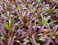 00-0-Copr_2021-Awa_Nurseryt.jpg