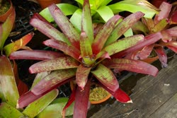 00-0-Copr_2021-Johnsons_Bromeliadst.jpg