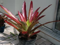 00-0-Copr_2021-Boca_Bromeliadst.jpg