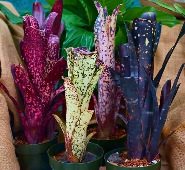 Billbergia