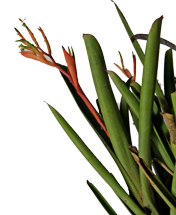 Billbergia a