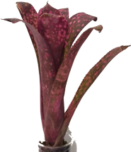 Black_Cherry