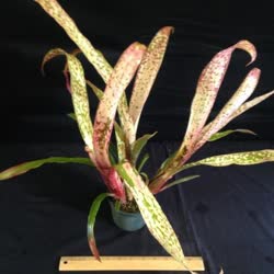 00-0-Copr_2021-Bromeliad_Paradiset.jpg