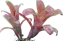 Billbergia c