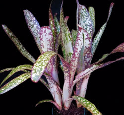 00-0-Copr_2021-Bromeliad_Paradiset.jpg