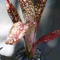 01-0-Copr_2021-Bromeliad_Paradiset.jpg