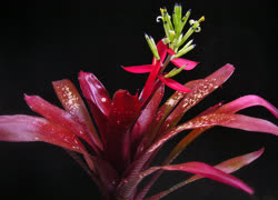 Cherry_Cordial