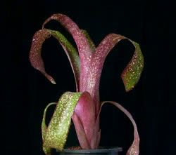 00-0-Copr_2021-AK_Bromeliadt.jpg