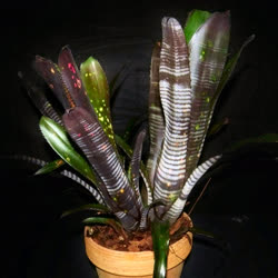 Billbergia d