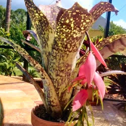 00-0-Copr_2021-Bromeliad_Paradiset.jpg