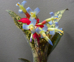 Billbergia f