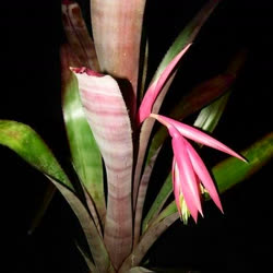 00-0-Copr_2021-Bromeliad_Paradiset.jpg