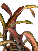 Billbergia g