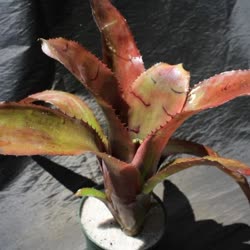 00-0-Copr_2021-Bromeliad_Paradiset.jpg