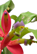 Billbergia i