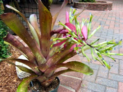 Billbergia j