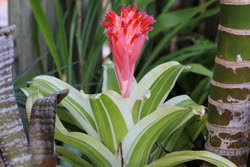 00-0-Copr_2021-Boca_Bromeliadst.jpg