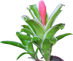 Billbergia k