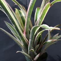 00-0-Copr_2021-Bromeliad_Paradiset.jpg