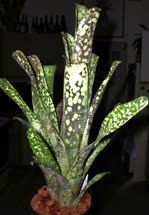 Billbergia l