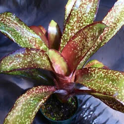 00-0-Copr_2021-Bromeliad_Paradiset.jpg