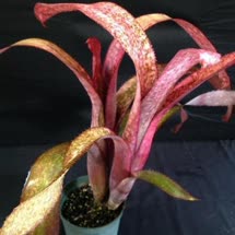 Mandas_Othello_x_Strawberry