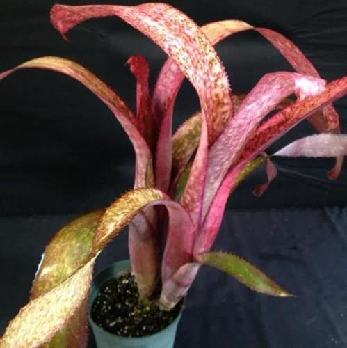 Mandas_Othello_x_Strawberry