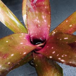 00-0-Copr_2021-Bromeliad_Paradiset.jpg