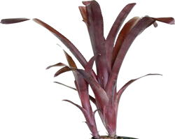 Billbergia n