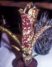 Billbergia o